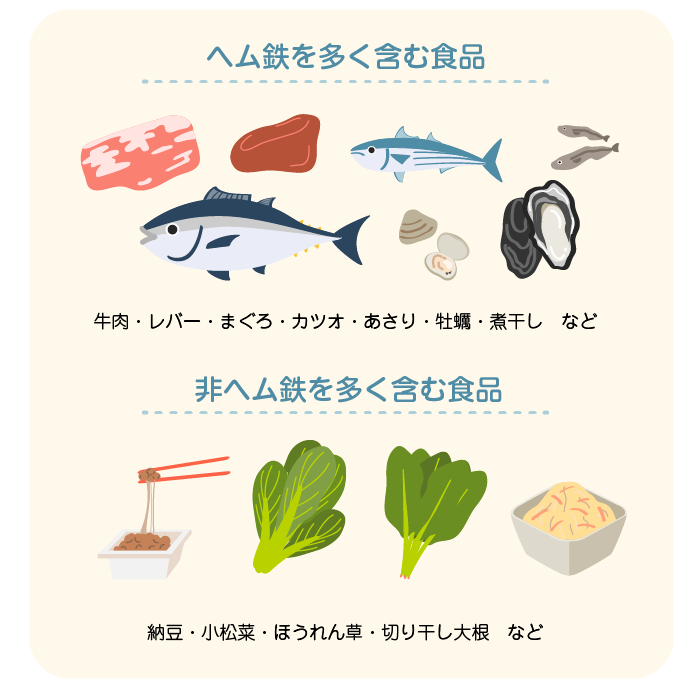 ヘム鉄を多く含む食品:牛肉・レバー・まぐろ・カツオ・あさり・牡蠣・煮干しなど、非ヘム鉄を多く含む食品:納豆・小松菜・ほうれん草・切り干し大根など