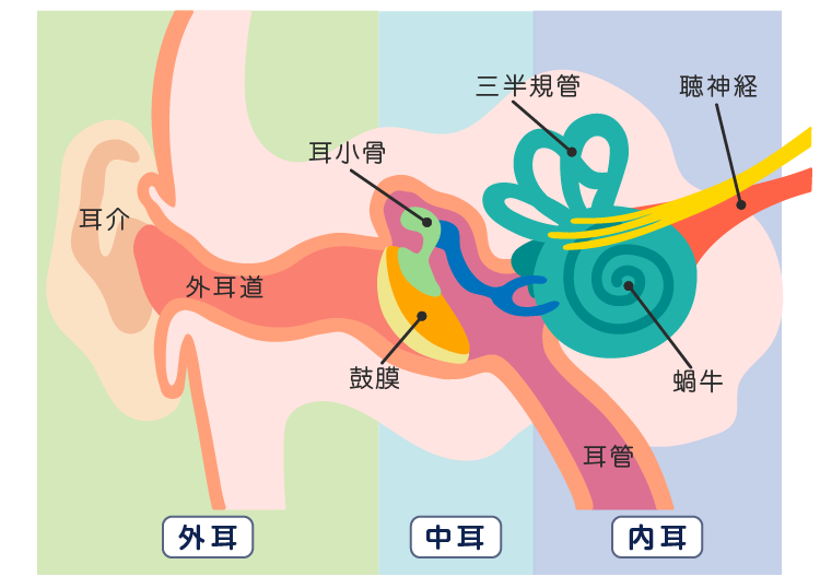 耳の断面図