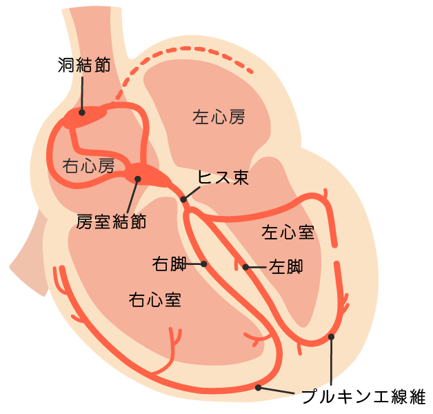 心臓の図