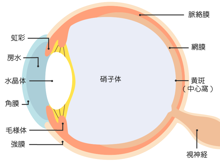 眼球の断面図