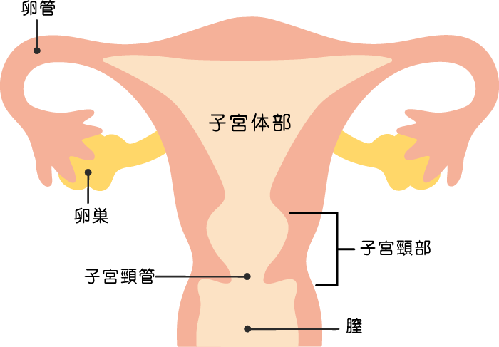 子宮の断面図